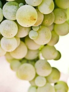 Da li grožđe donosi višak kilograma?