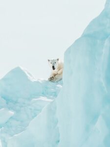 Dizajn oživljava ledene predele: Da li biste poželeli fotelju u obliku polarnog medveda?
