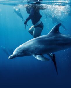 Letnja istraživanja: Neverovatna ispovest čoveka kog su delfini spasili od ajkula
